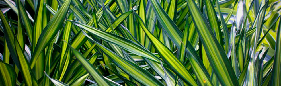   (Dracaena deremensis Warneckii)  