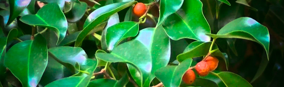   (Ficus Benjamina)  