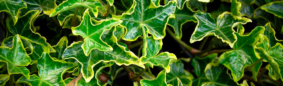     (Hedera elix)  