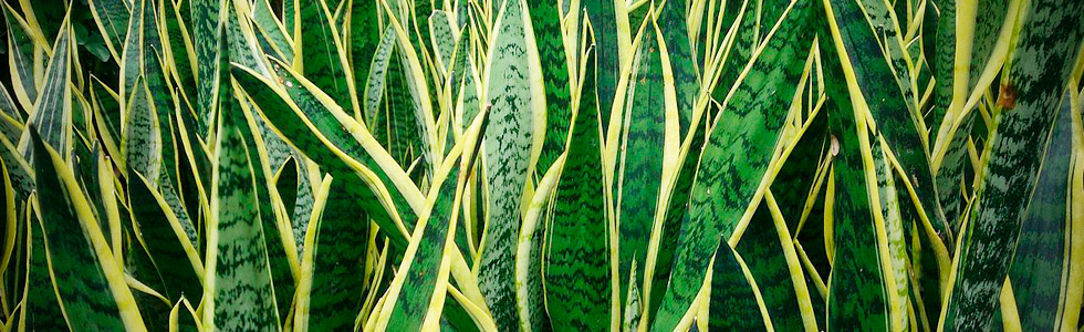    (Sansevieria  rifasciata)   