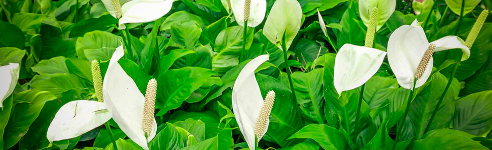   (Spathiphyllum wallisii)   